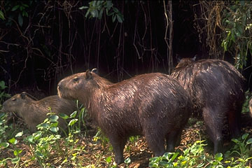 pires_capivaras.jpg (34169 bytes)